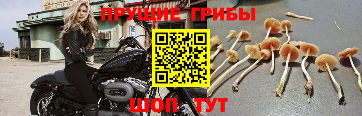 Псилоцибиновые грибы Cubensis  Вход с VPN  Тамбов 